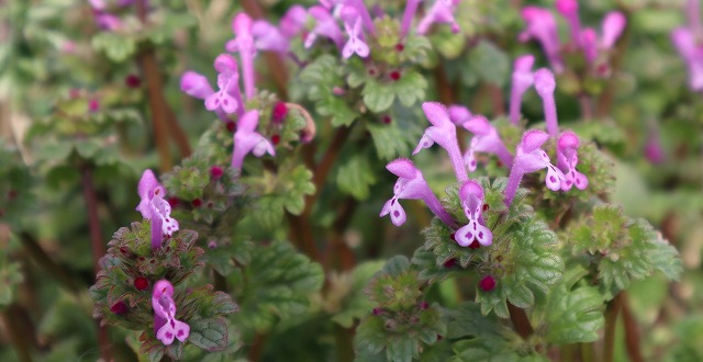 四 季 の 花 カウンター 空き地に茂る草花 04 03 空き地に目を向けるといろんな草が繁茂している かわいい小さな花がビッシリ オオイヌノフグリ カラスノエンドウ ウシノハコベ オドリコソウ ヤブニンジン 繁茂すると困る草花だが 見れば見る